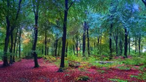 forest